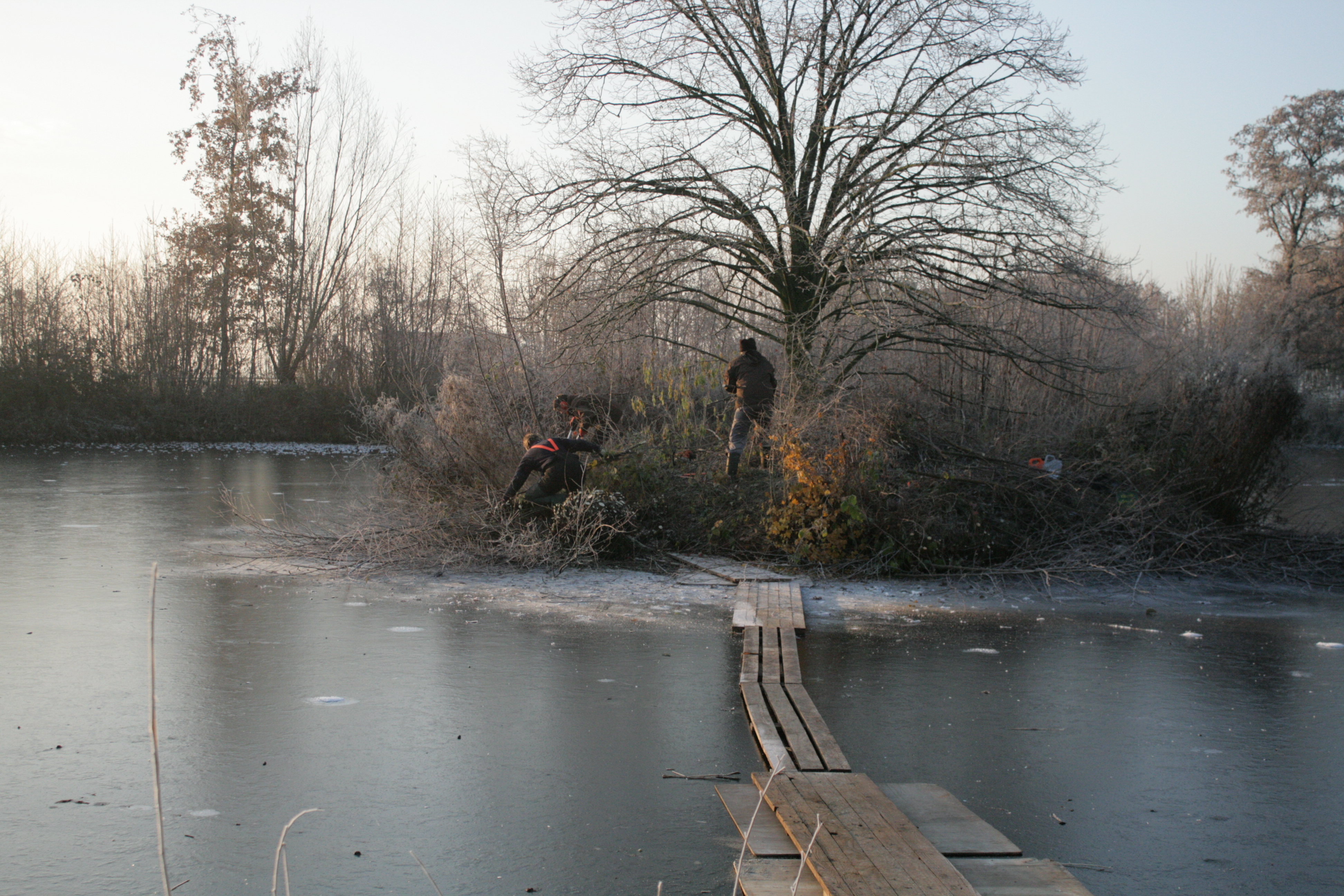 Knotploeg (Spookverlaat). Foto van Margot Klingers.